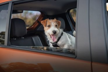 Renault Pet Friendly